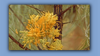 1993_NT_D05-13-44_Wuesten-Grevillea (Grevillea juncifolia).jpg